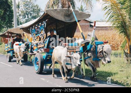 Yogyakarta, Indonésie - novembre 2019 : chariot à vache ou Gerobak SAPI avec deux charrettes en bois d'oxen blanc avec foin sur la route en Indonésie assistant à Gerob Banque D'Images