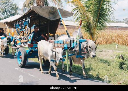 Yogyakarta, Indonésie - novembre 2019 : chariot à vache ou Gerobak SAPI avec deux charrettes en bois d'oxen blanc avec foin sur la route en Indonésie assistant à Gerob Banque D'Images