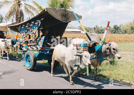 Yogyakarta, Indonésie - novembre 2019 : chariot à vache ou Gerobak SAPI avec deux charrettes en bois d'oxen blanc avec foin sur la route en Indonésie assistant à Gerob Banque D'Images