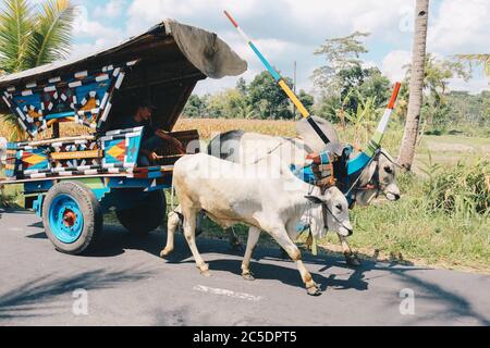 Yogyakarta, Indonésie - novembre 2019 : chariot à vache ou Gerobak SAPI avec deux charrettes en bois d'oxen blanc avec foin sur la route en Indonésie assistant à Gerob Banque D'Images