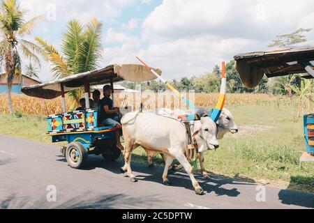 Yogyakarta, Indonésie - novembre 2019 : chariot à vache ou Gerobak SAPI avec deux charrettes en bois d'oxen blanc avec foin sur la route en Indonésie assistant à Gerob Banque D'Images