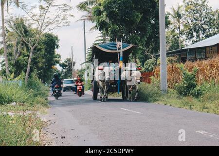 Yogyakarta, Indonésie - novembre 2019 : chariot à vache ou Gerobak SAPI avec deux charrettes en bois d'oxen blanc avec foin sur la route en Indonésie assistant à Gerob Banque D'Images