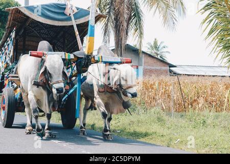 Chariot de vache ou Gerobak SAPI avec deux charrette de bois d'oxen blanc avec foin sur la route en Indonésie participant au Gerobak SAPI Festival. Banque D'Images