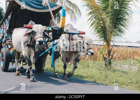 Chariot de vache ou Gerobak SAPI avec deux charrette de bois d'oxen blanc avec foin sur la route en Indonésie participant au Gerobak SAPI Festival. Banque D'Images