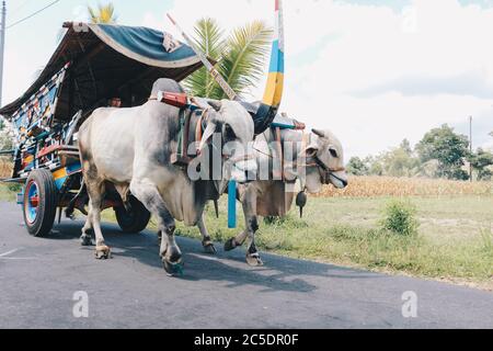 Yogyakarta, Indonésie - novembre 2019 : chariot à vache ou Gerobak SAPI avec deux charrettes en bois d'oxen blanc avec foin sur la route en Indonésie assistant à Gerob Banque D'Images