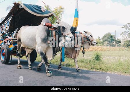 Chariot de vache ou Gerobak SAPI avec deux charrette de bois d'oxen blanc avec foin sur la route en Indonésie participant au Gerobak SAPI Festival. Banque D'Images