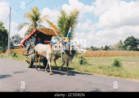 Yogyakarta, Indonésie - novembre 2019 : chariot à vache ou Gerobak SAPI avec deux charrettes en bois d'oxen blanc avec foin sur la route en Indonésie assistant à Gerob Banque D'Images