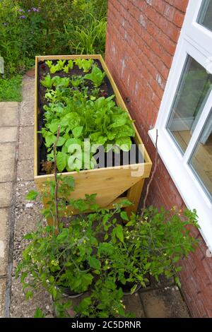 Plantes poussant dans un troug de légumes (VegTrug) à la maison Banque D'Images
