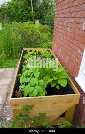 Plantes poussant dans un troug de légumes (VegTrug) à la maison Banque D'Images
