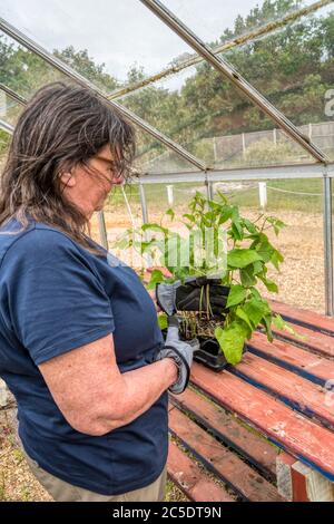 Une femme en serre se préparant à planter des haricots de course de 'Treamline', Phaseolus coccineus. Banque D'Images