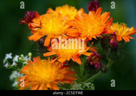 Hieracium aurantiacum (pinceau du diable / Orangerotes Habichtskraut) Banque D'Images