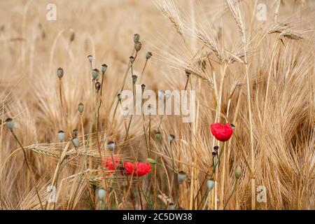 Champ de blé. Épis de blé doré en gros plan avec des coquelicots rouges sauvages Banque D'Images