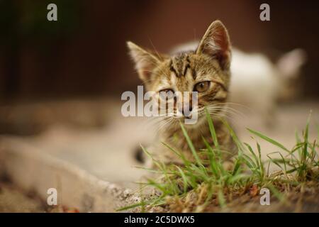 Tabby chaton se reposant dans un jardin d'été Banque D'Images