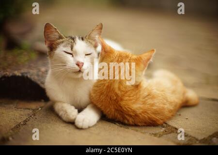Le chat blanc et le chaton au gingembre se reposent dans un jardin d'été. Banque D'Images