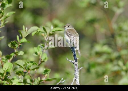 Flycatcher à ventre jaune (empidonax flaviventris), Broad Cove, Nouvelle-Écosse, Canada, Banque D'Images