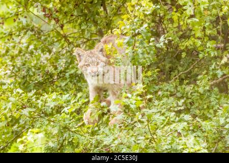 Lynx du Canada (Lynx canadensis) chatons de Lynx du Canada dans un arbre Banque D'Images