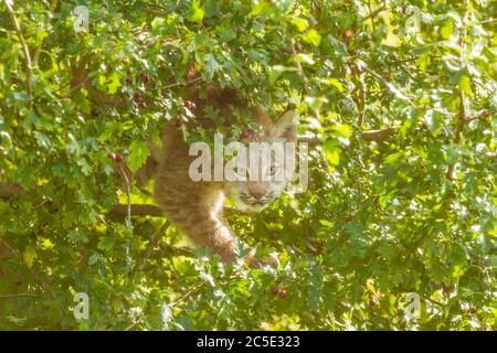 Lynx du Canada (Lynx canadensis) chatons de Lynx du Canada dans un arbre Banque D'Images