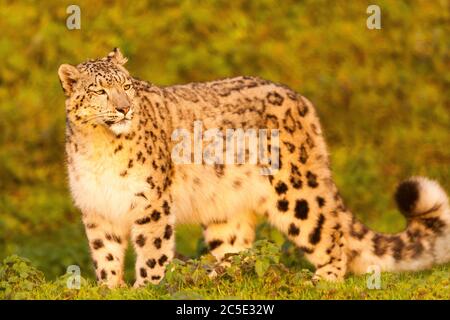 Léopard des neiges (Panthera uncia) debout Banque D'Images