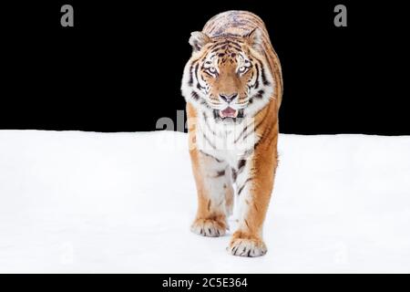 Amir Tiger (Panthera tigris) Marche dans la neige Banque D'Images