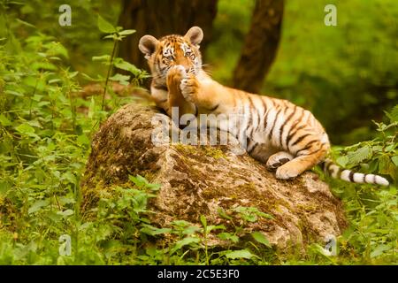 Amur Tiger Cub (Panthera Tigris altaica) sur un rocher Banque D'Images