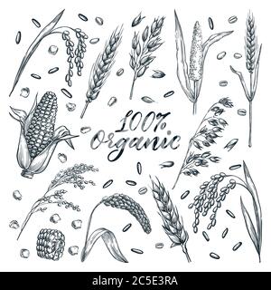 Kit de grains d'oreilles organiques, isolé sur fond blanc. Illustration d'esquisse vectorielle dessinée à la main. Blé, orge, riz, millet, maïs, avoine et seigle Illustration de Vecteur