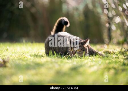 tabby domestique chat court sur la prowl à l'extérieur sur herbe crouching au soleil Banque D'Images