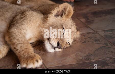 Un lion cub dormir paisiblement Banque D'Images