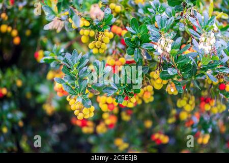 Arbutus fruits et fleurs sur l'arbre au Portugal Banque D'Images