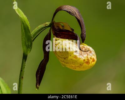 Gros plan d'une orchidée-slipper (Cypripedium calceolus) au printemps, en Autriche Banque D'Images