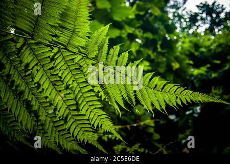 Image rapprochée d'une plante tropicale dans la forêt tropicale de Sumatra Banque D'Images