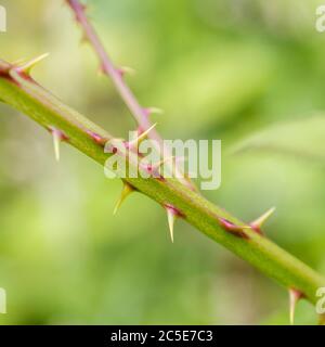 Gros plan de pickles nouveaux-âtres sur la canne verte. Plante médicinale une fois utilisée pour les remèdes à base de plantes. Concept Sharp. DOF peu profond. Banque D'Images