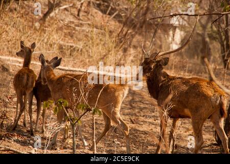 Groupe de cerfs marchant dans la forêt dans le parc national de Bali Ouest Banque D'Images