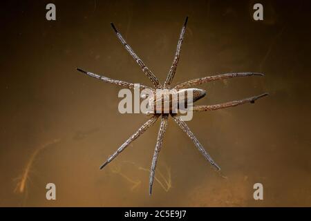 Araignée Dolomedes fimbriatus (Raft) Banque D'Images