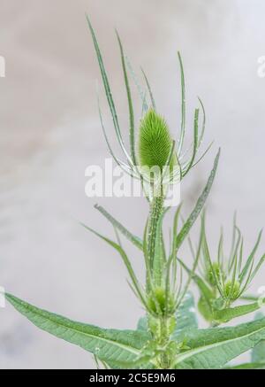 Cuillère à café / Dipsacus fullonum - tête de fleur de pré-floraison à picots. Petit et raboussé ici grâce à la mauvaise terre. Une fois utilisé pour la laine de carte, et en médecine de fines herbes. Banque D'Images