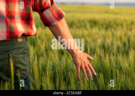 Agriculteur ou agronome vérifiant la récolte de blé au coucher du soleil. Les grains de blé mûrissent en contact avec la main au début de l'été. Gros plan. Banque D'Images