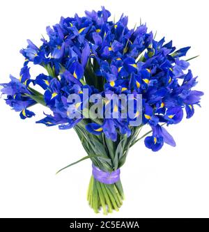 Bouquet d'iris bleus isolé sur fond blanc Banque D'Images