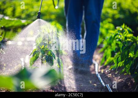 Agriculteur pulvérisant des plantes vertes végétales dans le jardin avec des herbicides, des pesticides ou des insecticides. Banque D'Images