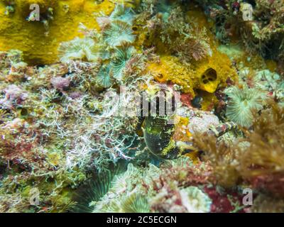 Un hippocampe vert et jaune dans un récif de corail tropical coloré à l'île de Gato, Malapascua, Philippines. Photo de haute qualité Banque D'Images