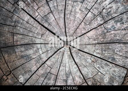 Écorce de bois. Ancienne surface de l'arbre comme fond de texture. Banque D'Images