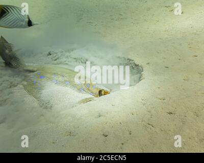 Rayonnede de queue de cotier, Taeniura lymma, creusant dans le sable. Le rayon de la queue de cheval à queue de cheval est une espèce de stringray de la famille des Dasyatidae. Récif de la mer Rouge près de Hurghada, Égypte Banque D'Images