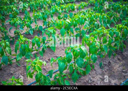 Usine de paprika. Le poivre de semis dans green house. Les légumes biologiques. L'horticulture. Banque D'Images