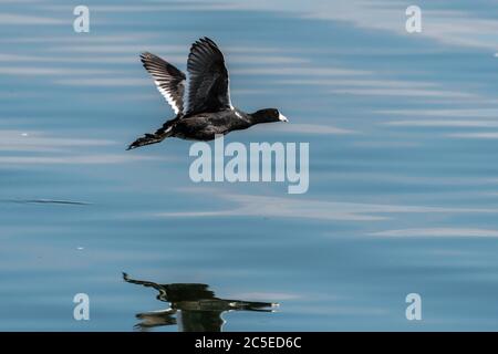 American Crat (Fulica americana) en vol Banque D'Images