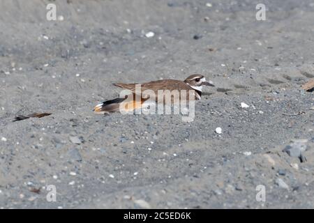 Perching Killdeer (Charadrius vociferus) dans le sable Banque D'Images