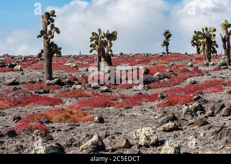 Les cactus Tall poussent parmi les roches couvertes de plantes rouges du sesuvium à South Plaza Island, Galapagos Banque D'Images