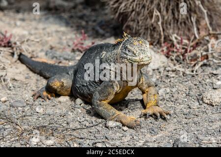 Un grand iguana de terre se promène parmi les pierres de l'île South Plaza, Galapagos. Banque D'Images