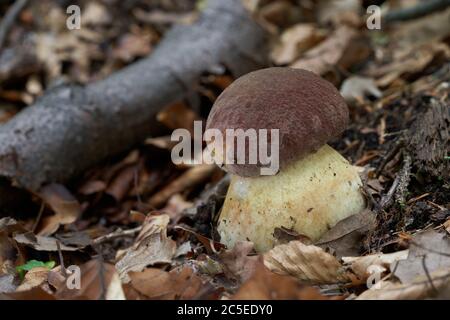 Champignon comestible Boletus pinophilus poussant dans la forêt décidue sous le hêtre. Également connu sous le nom de bolete de pin ou de pin de roi. Banque D'Images