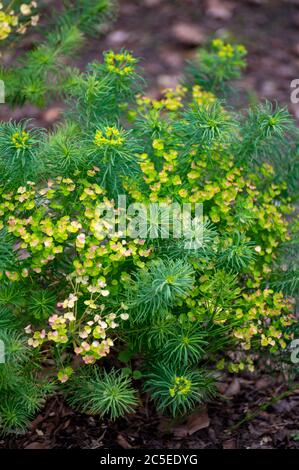 Collection botanique de plantes médicinales et toxiques et d'herbes, Euphorbia cyparissias ou cyprès sphent en été Banque D'Images
