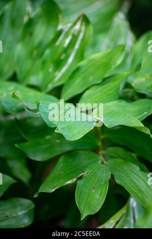 Collection botanique de plantes médicinales et d'herbes, Polygonatum multiflorum, phoque de Salomon ou harpe de David, plante d'échelle au ciel en été Banque D'Images