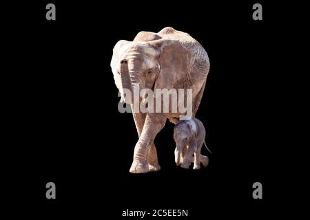 Éléphant d'Afrique (Loxodonta africana) mère et veau ensemble Banque D'Images