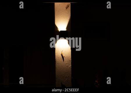 Gecko est installé sur un mur éclairé par une lanterne. Banque D'Images